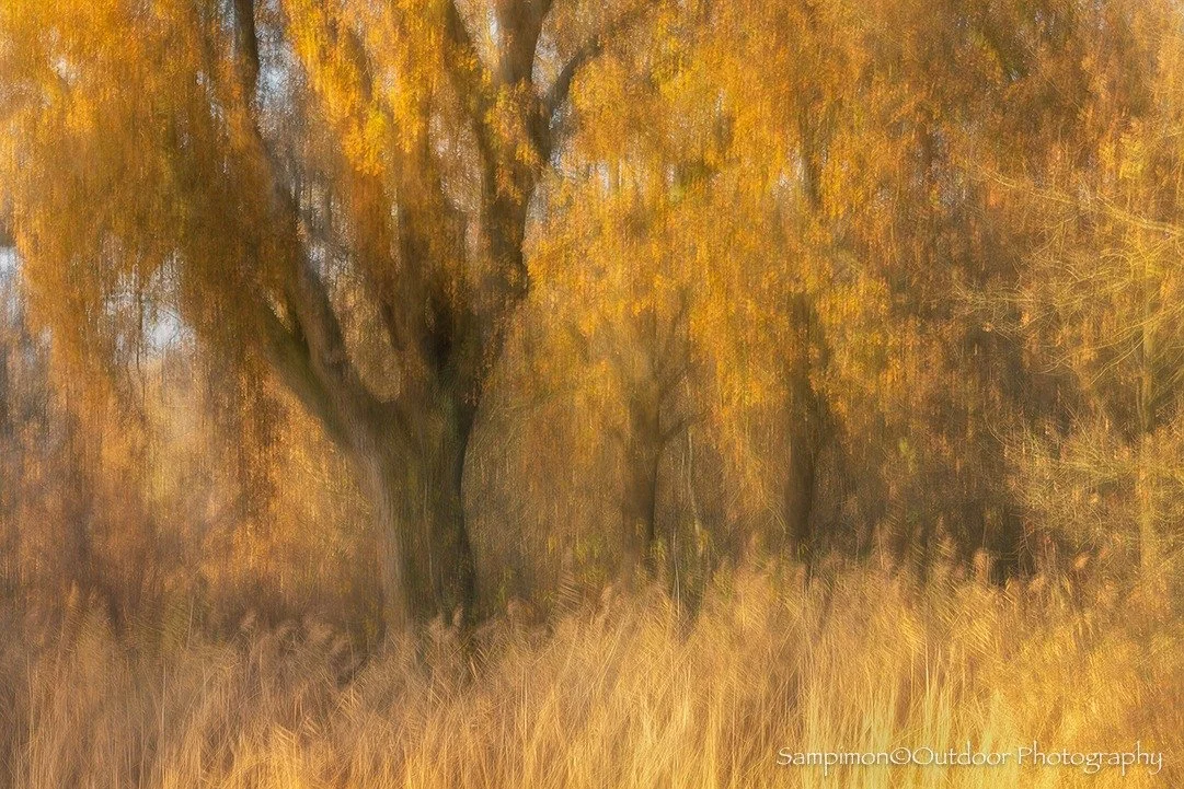 At the end of November, the oaks in my local patch, the Reggedal, were bathed in a magnificent golden yellow. One of those mornings, fortune smiled on me: the rising sun intensified that golden glow, with the reed beds standing softly before the oaks