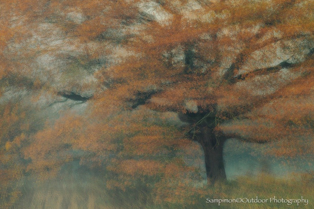 During a morning veiled in lingering ground mist, I captured nine images of this oak on the banks of the river Regge. In November it still wore its rust-brown leaves. With my camera on a tripod, I shifted my position after each frame, subtly changing