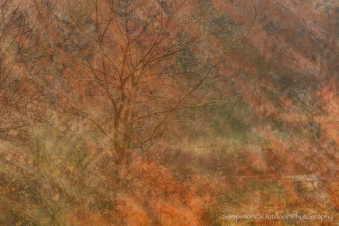 The last colours of autumn. In my local patch, the season was slowly exhaling its final breath of warmth. I gathered the rust-brown leaves of several young oaks, letting them infuse the landscape, with the willow standing quietly among them with deep