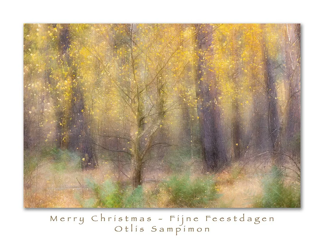 In a shadowed corner of a small pine forest, this birch still stood glowing in November, quietly defying the season. Amid the dark pines, it caught the light and seemed to hold it, as if for a moment the forest itself was breathing more softly. The p