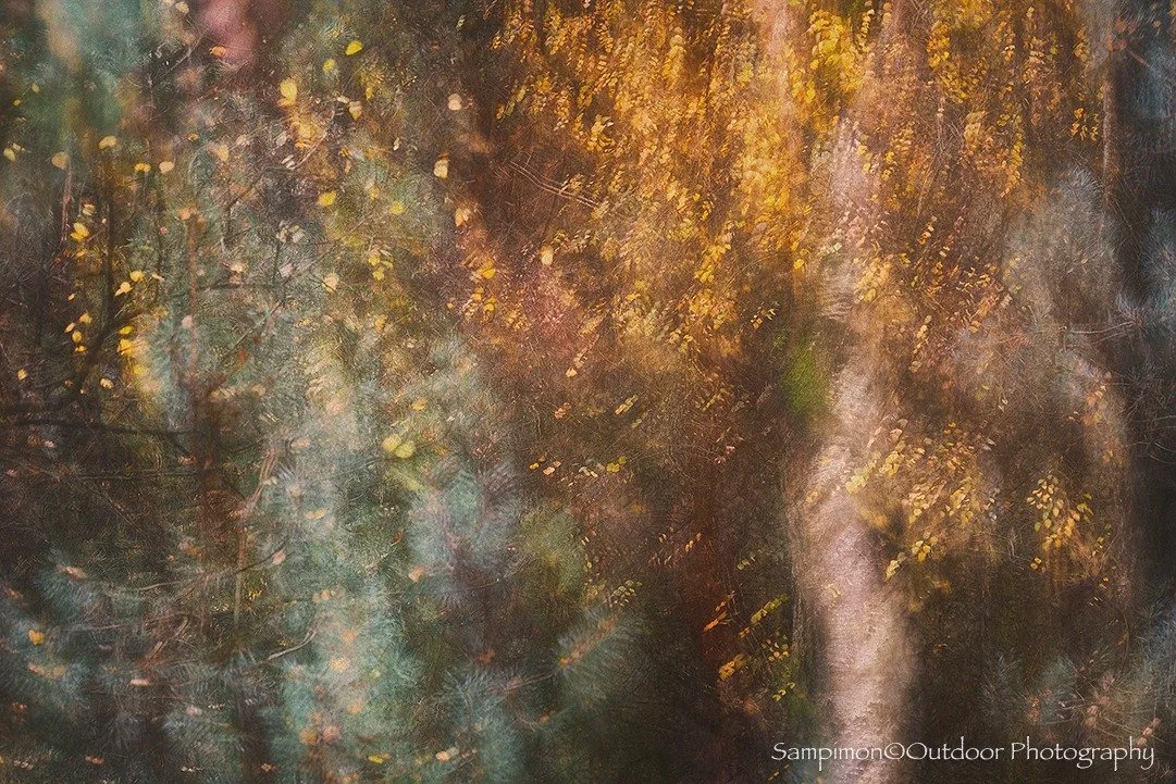 Among the pine trees stood this birch, its golden-yellow leaves glowing like tiny Christmas lights in the dark forest. From this composition, I created a single ICM image using a shutter speed of 2 seconds. During the exposure, I first held the camer