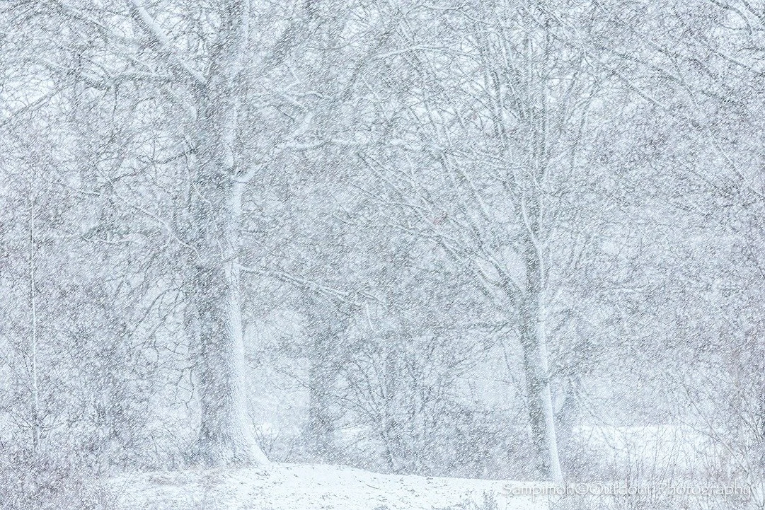 A beautiful winter stillness settled over my local patch the Reggedal this morning, wrapped in soft light. As an added gift, a generous snowfall swept through, gently reshaping the landscape ancient oaks lining the banks of the river Regge rendered a