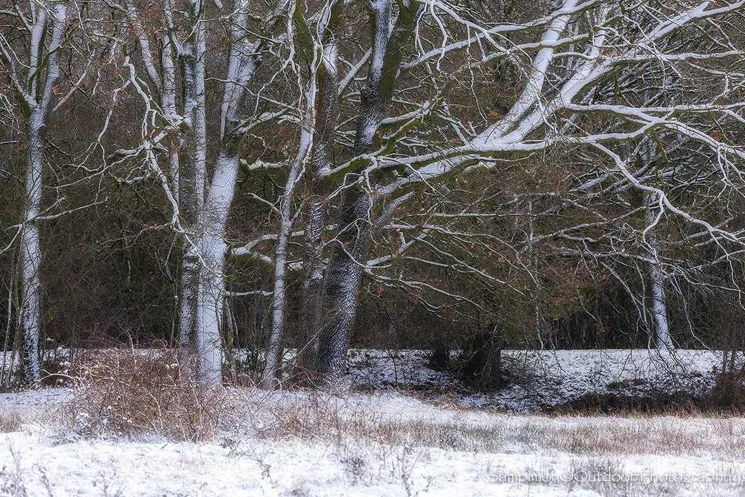 A beautiful little group of oak trees in my local patch, the Reggedal, a few days before the snowstorms arrived. Their rust-brown leaves still lent a gentle touch of colour to the scene.
#hope #mood #serenity #tranquility #fairytale #localpatch #nfnl