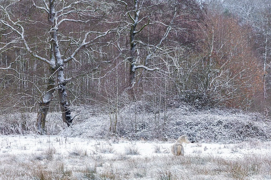 For a brief moment, the thaw had made its quiet appearance. Yet winter, ever so stubborn, returned once more and dusted the world with a gentle fall of snow. The landscape seemed to hold its breath beneath the pale sky. In the heart of my local patch