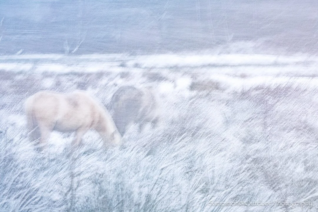 Let me take you back once more to the snow of last week. During a soft snowfall, in the company of these ponies in my local patch, the Reggedal, I created a single ICM image with a one second exposure. As the shutter opened, I began in stillness, all