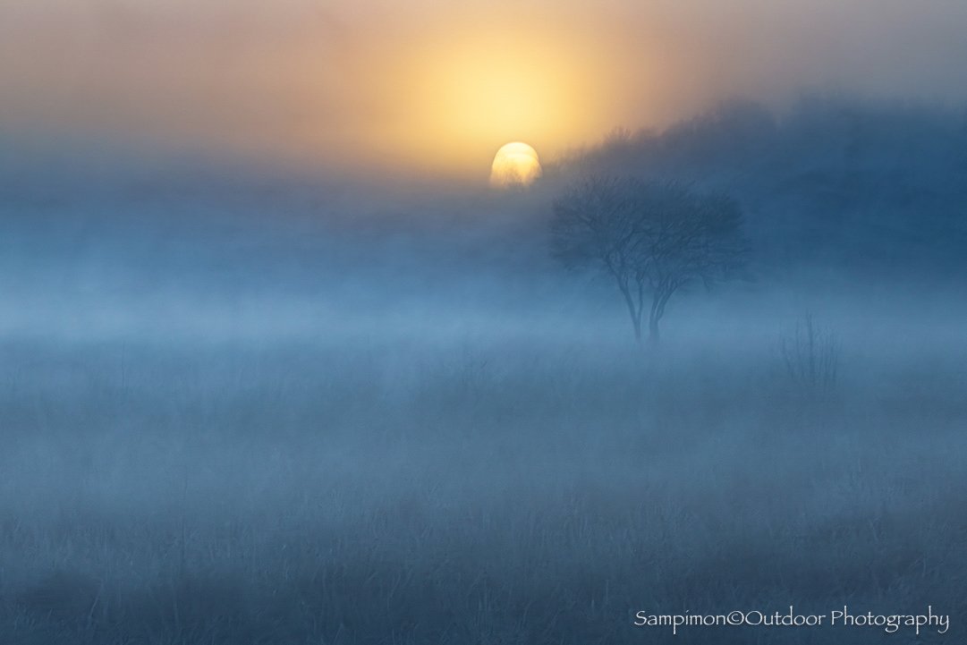 On one of those crisp winter mornings, when the cold still lingers in the air, I was fortunate enough to find a soft veil of mist drifting quietly across the fields. The familiar serviceberry tree slowly revealed itself, gently separating from the bi