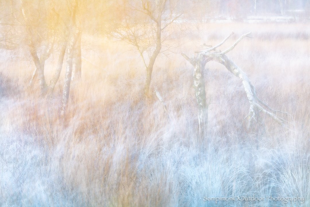 A cold morning unfolded over my local patch, frost shimmering softly across the fields. In the pale hush of early light, a small gathering of birches, touched and gently lifted by the very first sunbeams, seemed almost alive, as if they were silent w