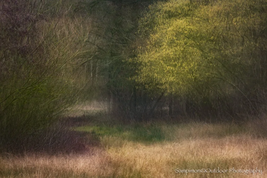 The hazels, alders, and willows are in bloom, and so spring has taken a graceful step forward. In my local patch, the Reggedal, this flowering hazel stood at the edge of a small oak woodland. The light that morning was soft and muted, yet a single fl