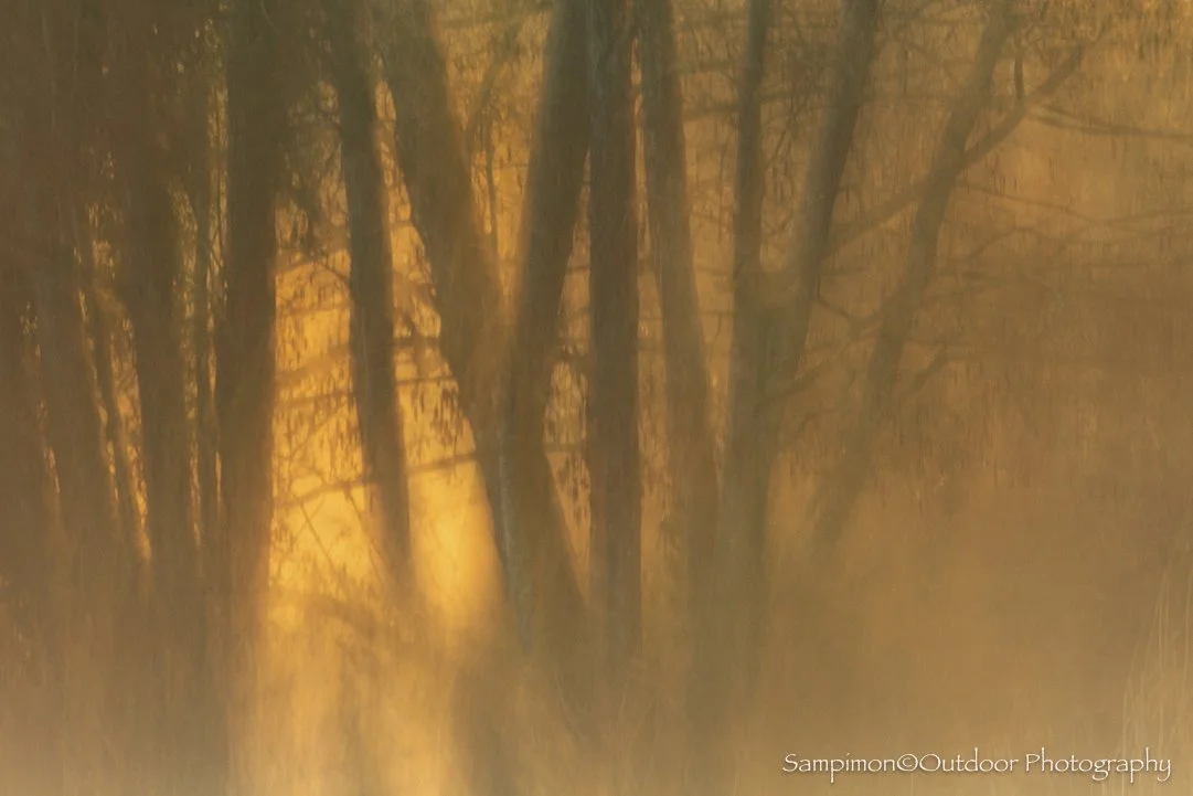 At last, a few mornings of quiet beauty have returned, wrapped in mist, bathed in gentle light, and kissed by frost upon the earth. In a small alder grove along the banks of the river Regge, the haze was softly awakened by the first warm rays of the 