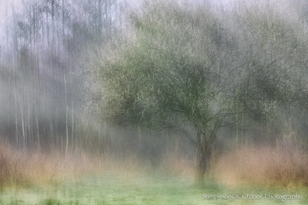 A quiet morning unfolded in my local patch, the Reggedal, where delicate strands of mist drifted like whispers through the landscape. Drawn to a blossoming willow standing gracefully in this ethereal scene, I set out to capture not just its form, but