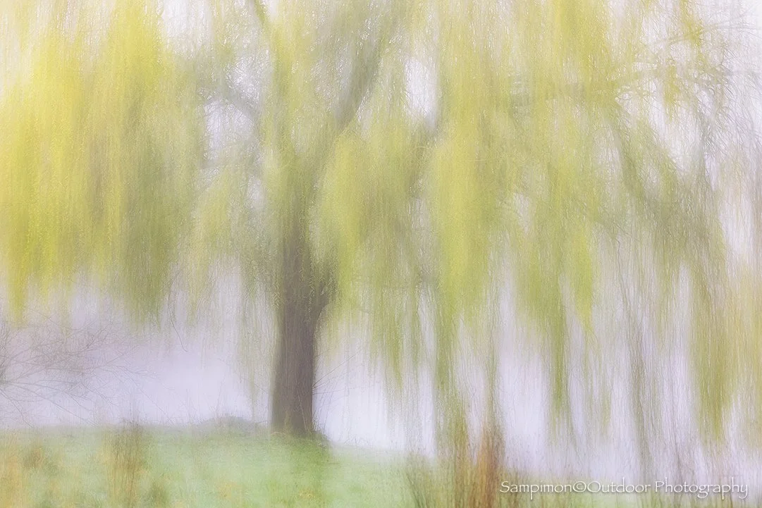 Just a willow tree in the park on a misty morning in March. From this solitary tree, I created a single ICM image using a shutter speed of three seconds. After holding the camera perfectly still, I introduced a gentle, flowing movement, allowing the 