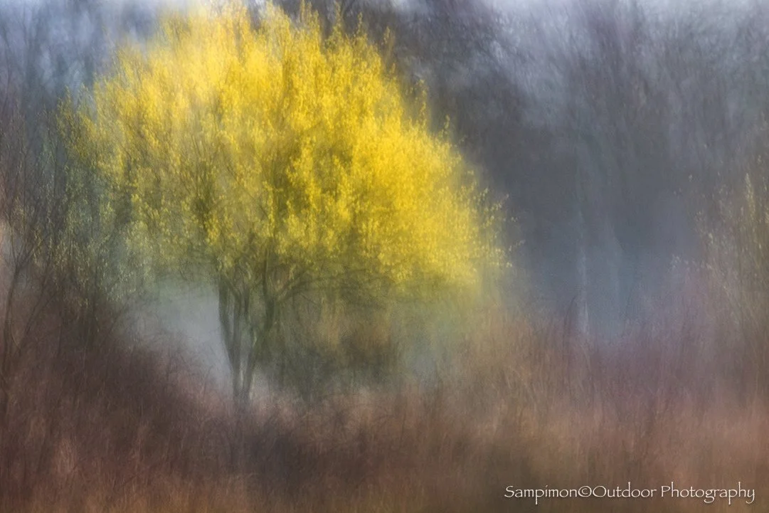 My imagination of Easter in my local patch, the Reggedal. This graceful willow stands nestled among brambles, with a line of ancient oaks rising along the banks of the river Regge in the background, quietly witnessing the changing seasons.
On a tranq