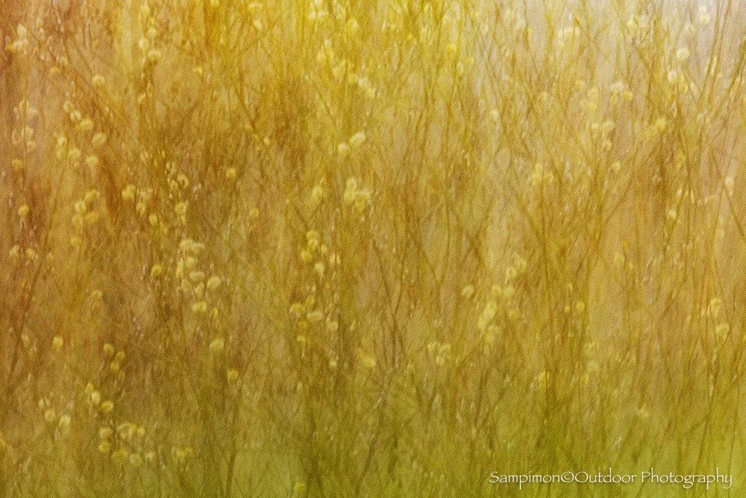 From this cluster of willow trees, I created a single ICM image, using a gentle exposure of two seconds. After holding the camera perfectly still for a quiet moment, I introduced a soft, flowing movement, allowing the scene to transform into somethin
