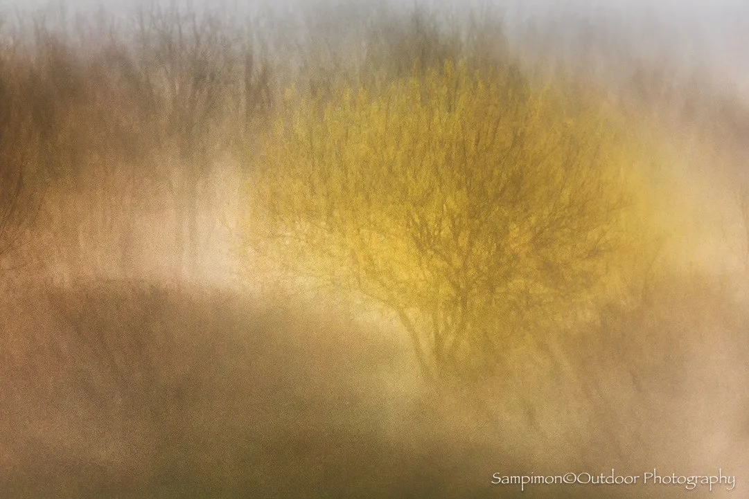 Capturing the blossoming willows with ICM continues to captivate me, time and time again, in my local patch, the Reggedal. There is something almost poetic about the way the soft spring light filters through the delicate branches, and how this techni