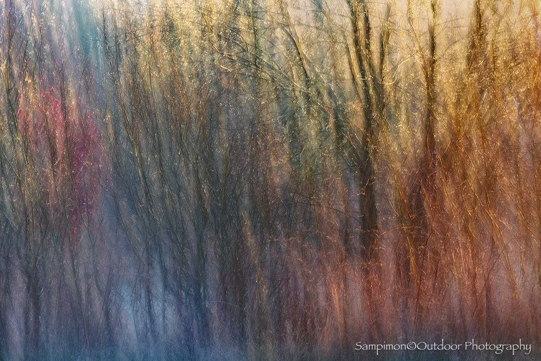 On a crisp, cold morning in March, the light drifted softly through a quiet cluster of willows along the banks of a small, secluded pond in my local patch, the Reggedal. There was something almost tender in the way the pale sunlight touched the branc