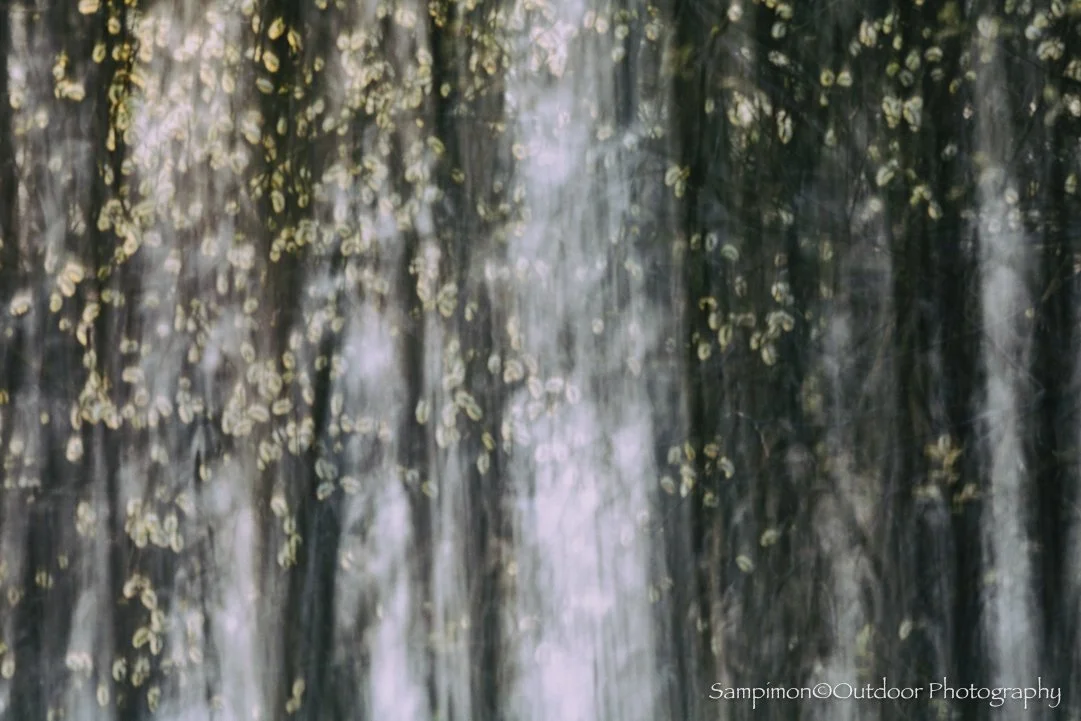 A cascading veil of pussy willows, soft and luminous in their quiet elegance. From this delicate composition, branches adorned with silken catkins and the subtle reflections of their slender trunks in a small pond, I created a single ICM image, using