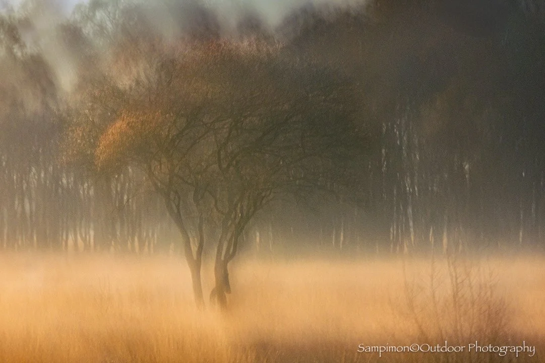 The first tender rays of sunlight drifted gently across the moorland, where a delicate veil of mist still lingered close to the earth. From this fleeting, almost dreamlike moment, a single ICM image was created of this serviceberry tree, captured wit