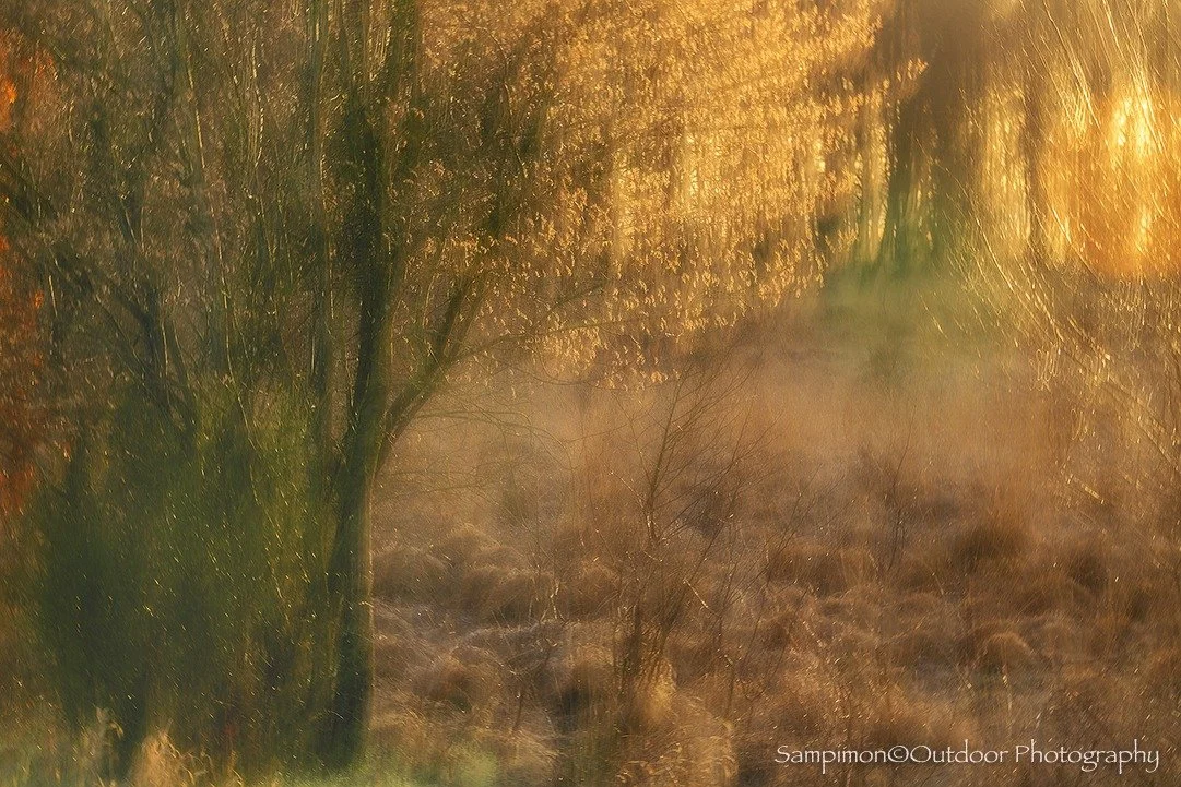Beneath the tender glow of the rising sun, I found a serviceberry tree in my local patch, the Wierdenseveld, just before the moment of full bloom. Its quiet promise of unfolding blossoms seemed to mirror the hush of the early morning, where light and