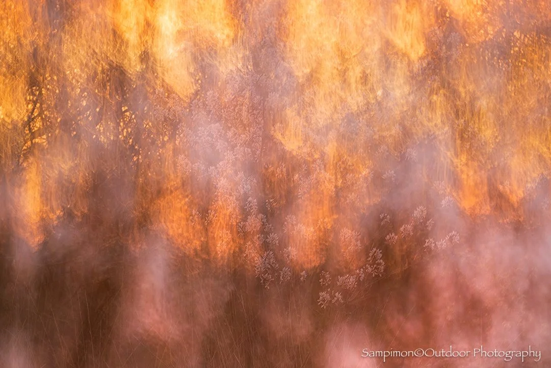 The serviceberries have bloomed with extraordinary grace this year in my local patch, the Wierdenseveld. In the quiet moment of an early sunrise, their fragile blossoms intertwined with the warm, golden hues of the rising sun, as if nature itself wer