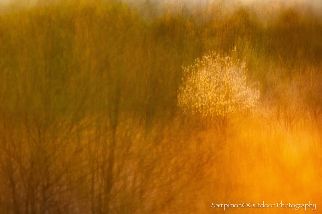 During the warmth of the morning light, within my local patch, the Wierdenseveld, I created a single ICM image of this delicate serviceberry. With a shutter speed of four seconds, I first held the camera in stillness, allowing the moment to breathe. 
