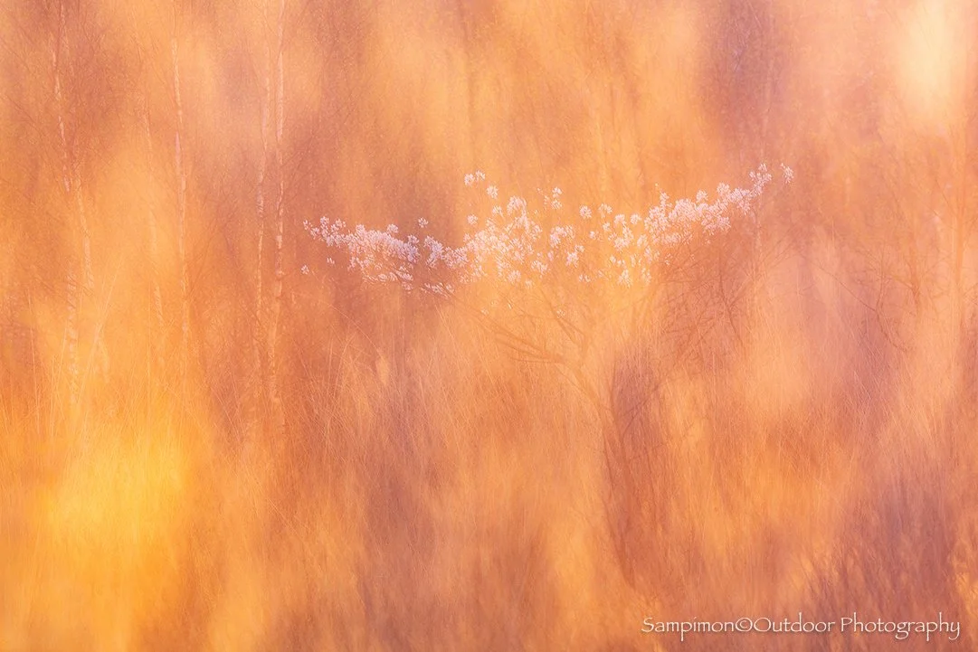 In my local patch, the Wierdenseveld, I found this young serviceberry tree nestled beside a cluster of birches. Its white blossoms shimmered like tiny lanterns scattered across the landscape.
Sadly, there was no mist, but with the help of ICM I was s