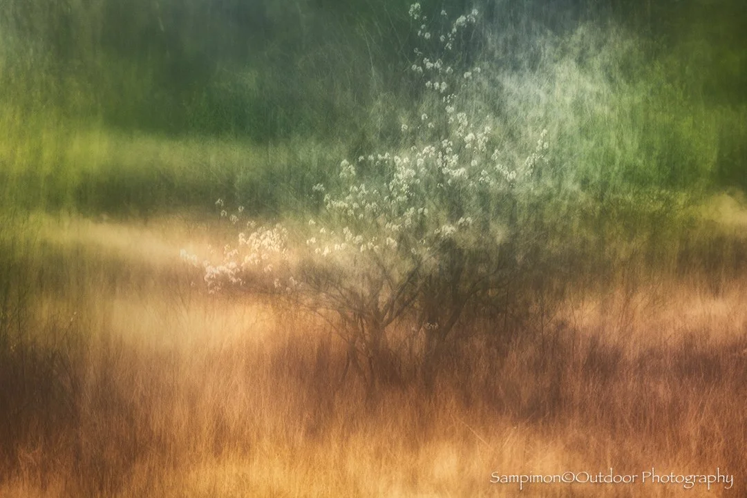 Searching for little glimmers of light. In my local patch, the Wierdense Veld, I found this young serviceberry tree quietly reaching toward the fading light. Using a single ICM exposure with a shutter speed of four seconds, I first held the camera pe