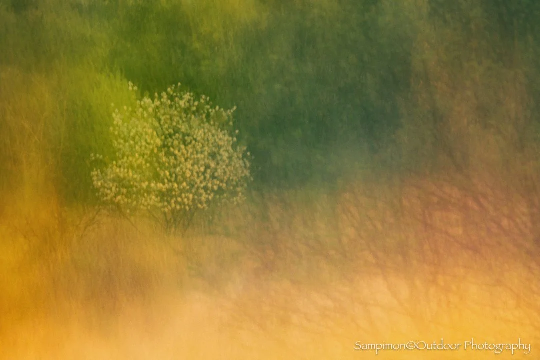 Fortunately, we managed to find the little moments of light and wonder. From this young serviceberry tree in my local patch, the Wierdenseveld, I created a single ICM image using a shutter speed of four seconds. After holding the camera perfectly sti