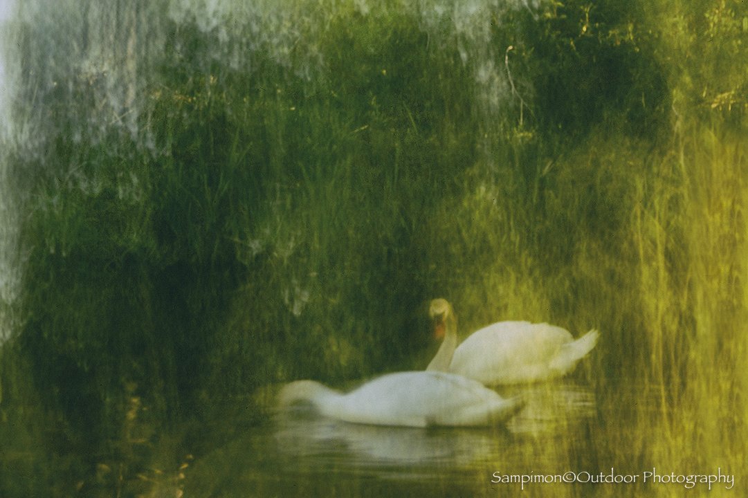 Bird photography has never truly been my passion, yet discovering the endless creative possibilities of applying ICM to it has awakened a desire for more. These two graceful mute swans, photographed in my local patch, the Reggedal, became the perfect