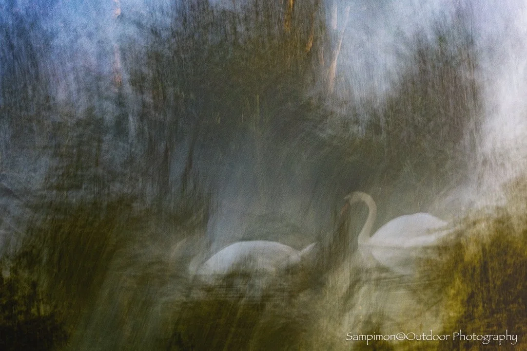 In my local nature reserve, the Reggedal, I created a single ICM (Intentional Camera Movement) image of these two mute swans using a shutter speed of three seconds. After holding the camera perfectly still for a brief moment, I introduced a gentle an