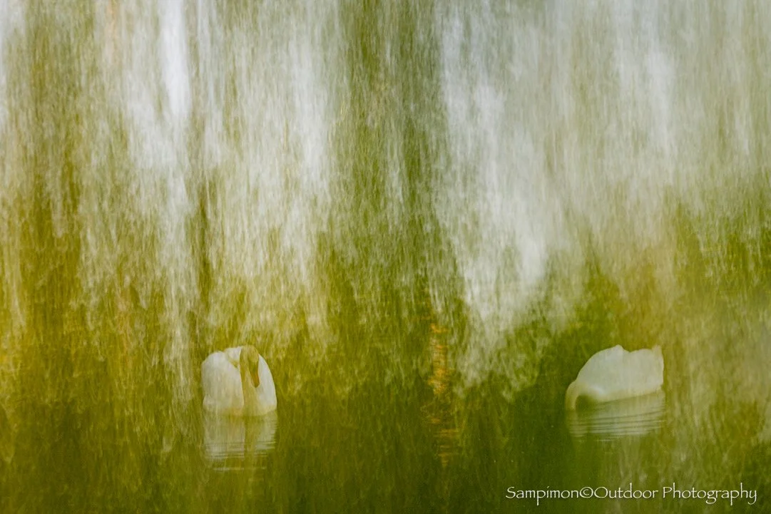 ICM (Intentional Camera Movement) allows me to weave even more creativity into an image, while still leaving traces of reality gently visible beneath the abstraction. From these two mute swans, I created a single ICM composition with a shutter speed 