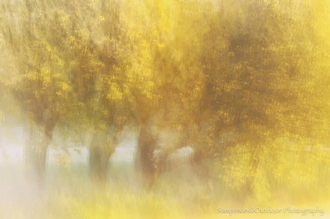 Just a quiet row of oaks standing gracefully along the banks of the river Regge during a misty sunrise. The soft golden tones of the young spring leaves seemed almost illuminated from within, enriched by the muted morning sunlight as it played gently