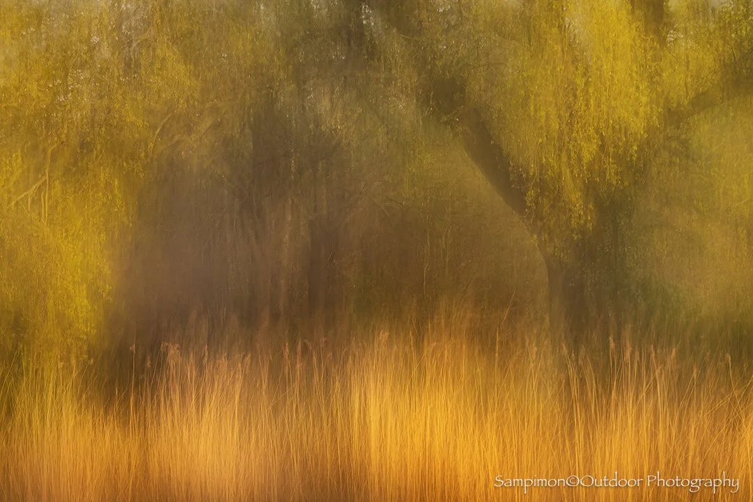 Bathed in the golden glow of the first rays of sunrise in my local patch, the Reggedal, this ancient oak unfurled its fresh young leaves beside the whispering old reeds. Together, they formed a luminous golden arch within the landscape, framing a qui