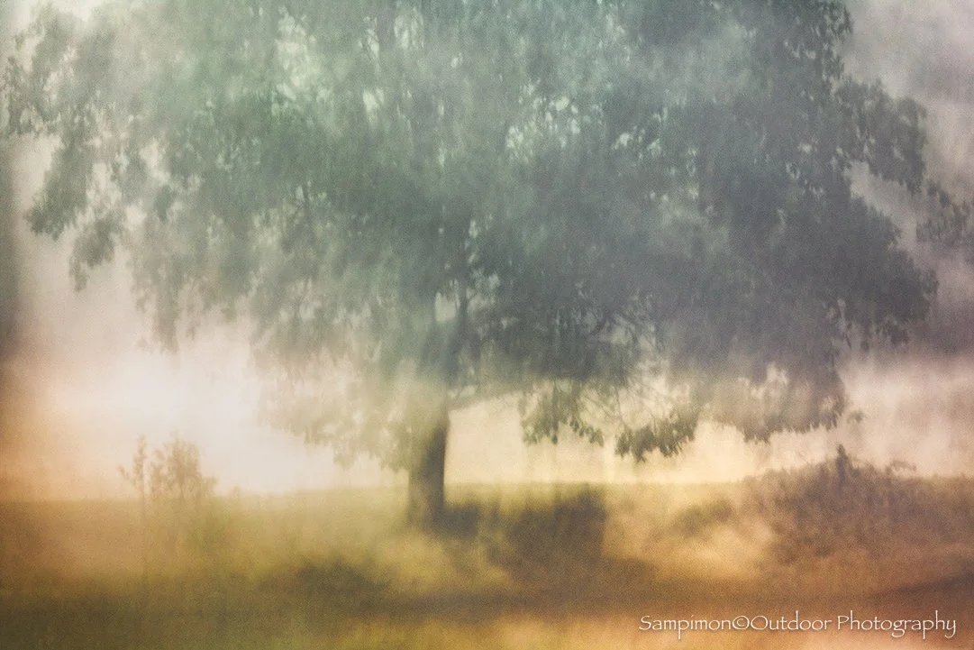 On a misty morning, it was simply an oak tree standing along the banks of the river Regge, nothing extraordinary in itself. Yet the delicate veil of mist rising from the water, illuminated by the soft light glowing behind the tree, transformed the sc