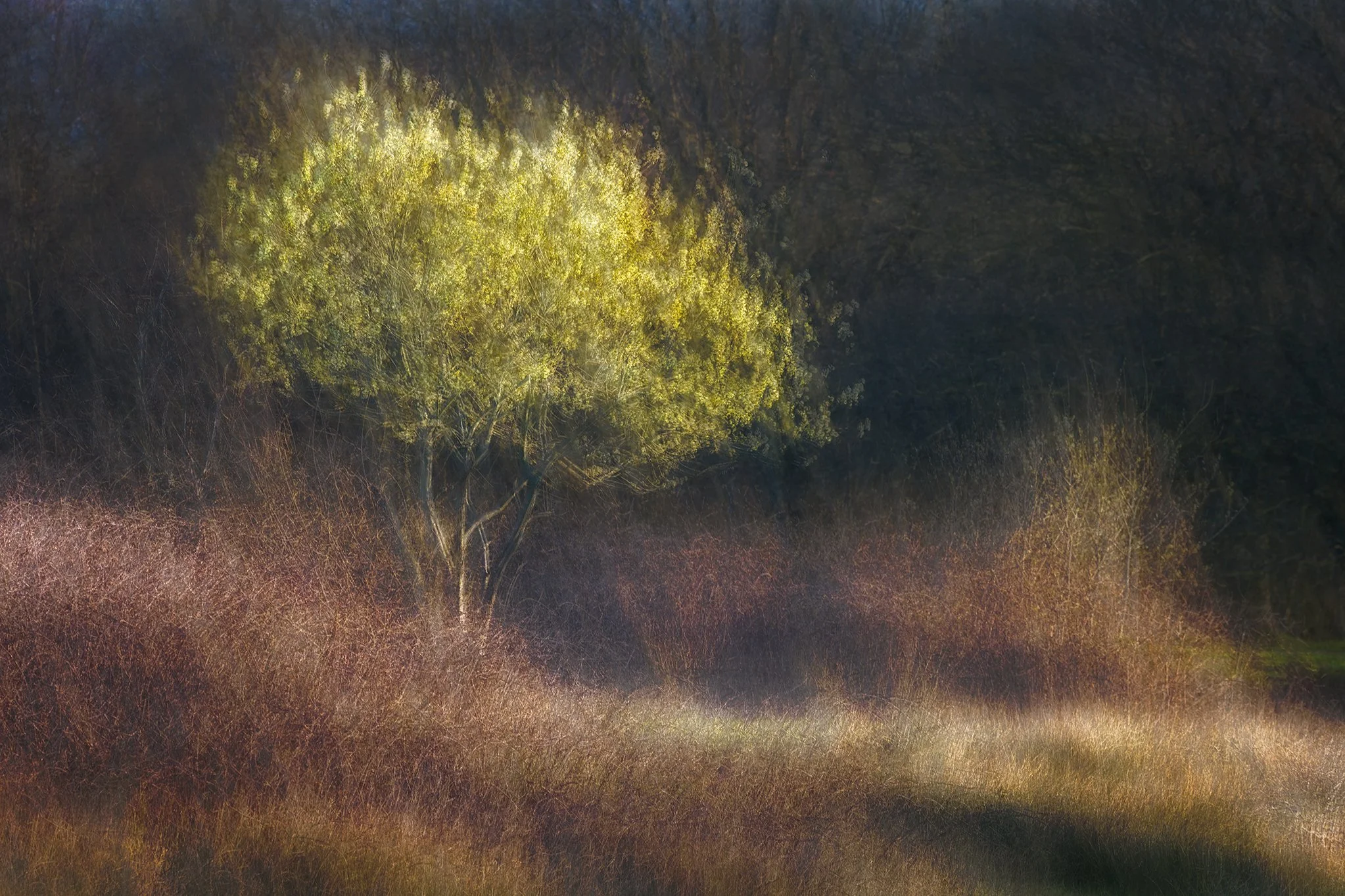 Blooming willow captured with ICM