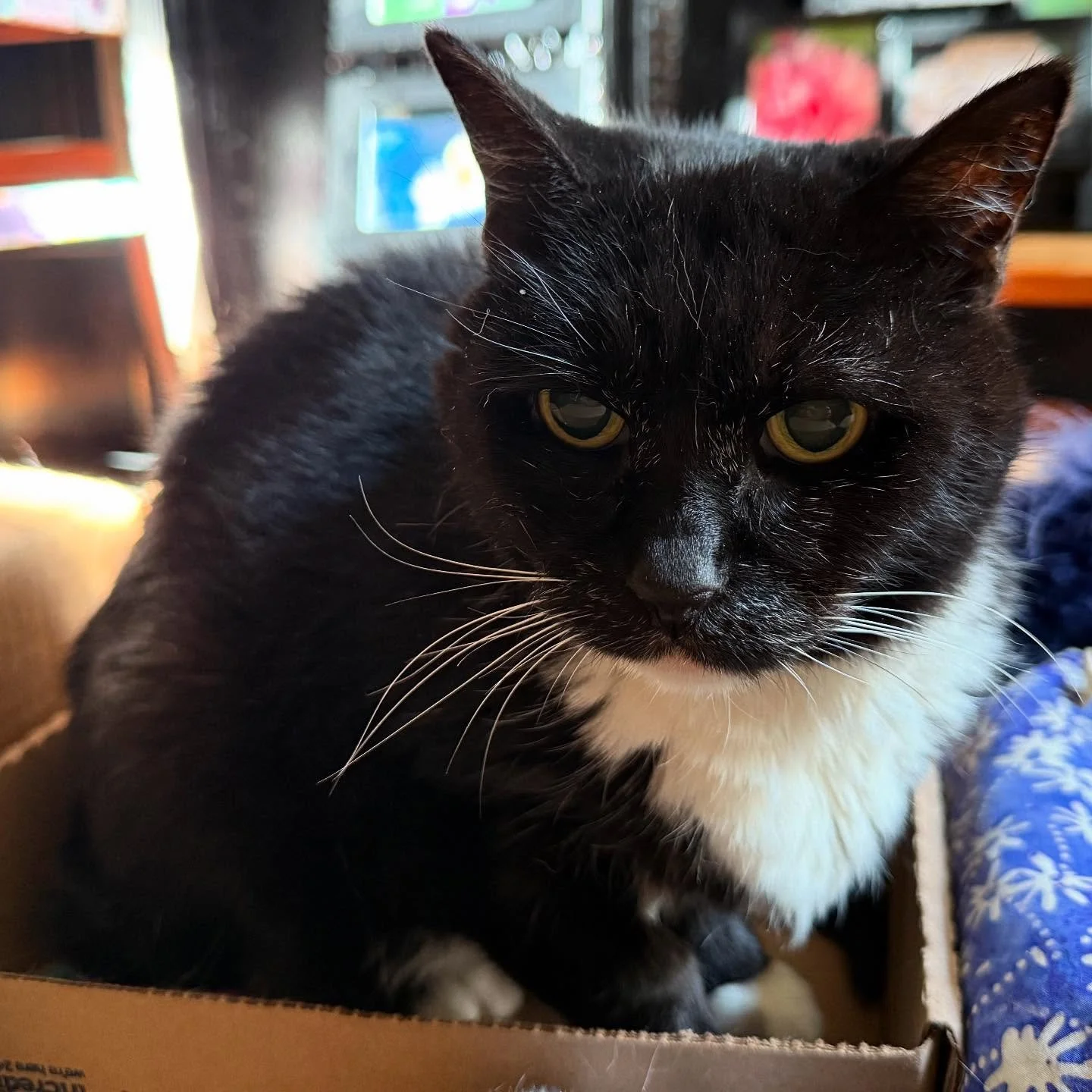 Beautiful Ms Rosie wants you to come to @hamiltonpark_jerseycity at 2pm to hear us and @fordclarinet rock some @composerjuri @emmamohalloran @eziporyn and @karimalzand 

Can&rsquo;t make it? We&rsquo;re in Brooklyn at South Oxford Space at 8pm!