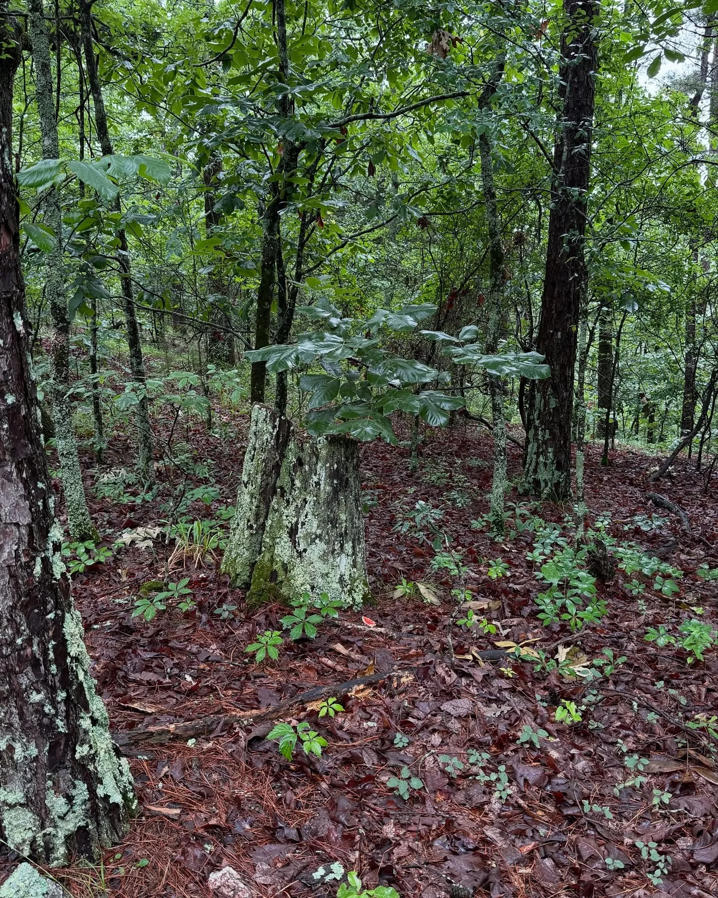 A beautiful cycle of out with old , and in with the new.
#woodlandwalk 
#nature 
#floralandfauna