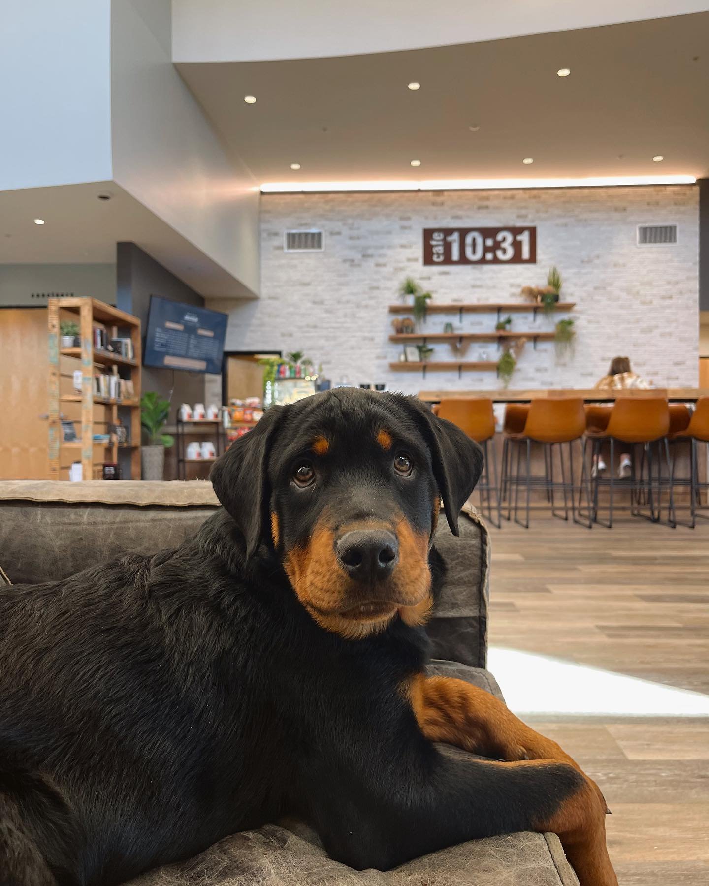We had a special visit today! Everyone say Hi to Simba🦁🦮

Your service animal is always welcome to join you on your coffee outing🐾❤️

#cafe1031de #cafe1031coffee #coffeeandpuppies #therapydog #cafe1031community