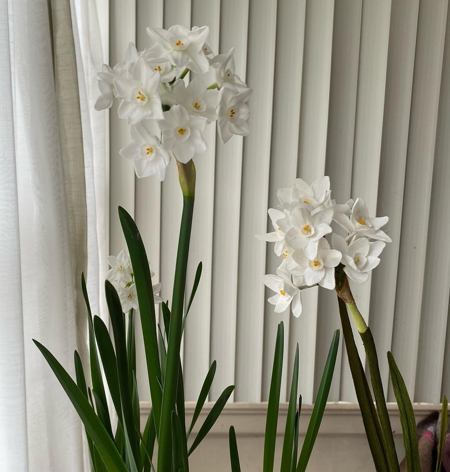 Happy New Year from HOPE Paper Flowers&mdash; which is paper, which is plant?
#paperflowers #papernotpicked #handmade #madeinkingston #botanicals #botanicalart #narcissisflower #paperart