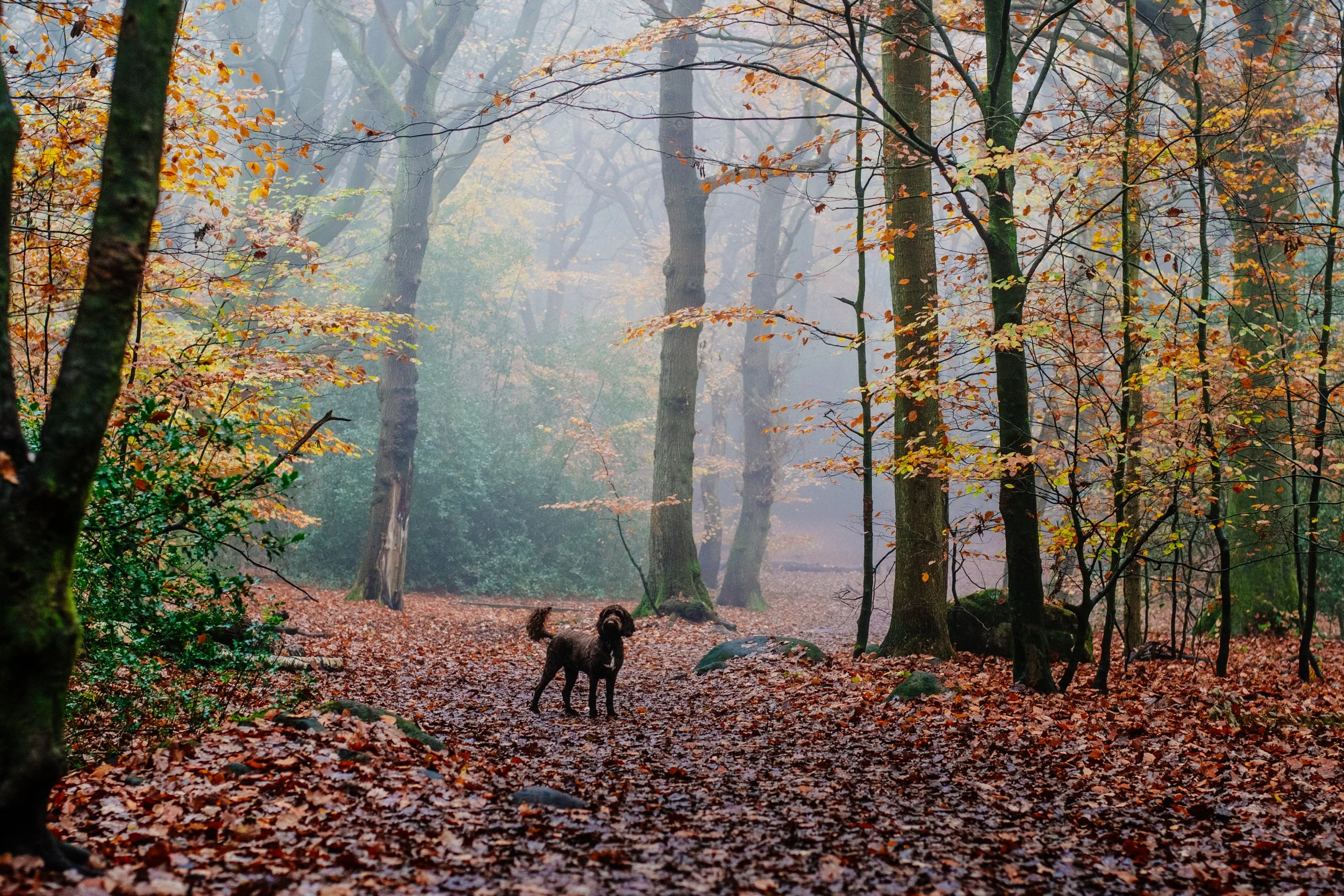 A brown dog standing on a leaf-covered forest trail surrounded by fall foliage and tall trees with a misty background.