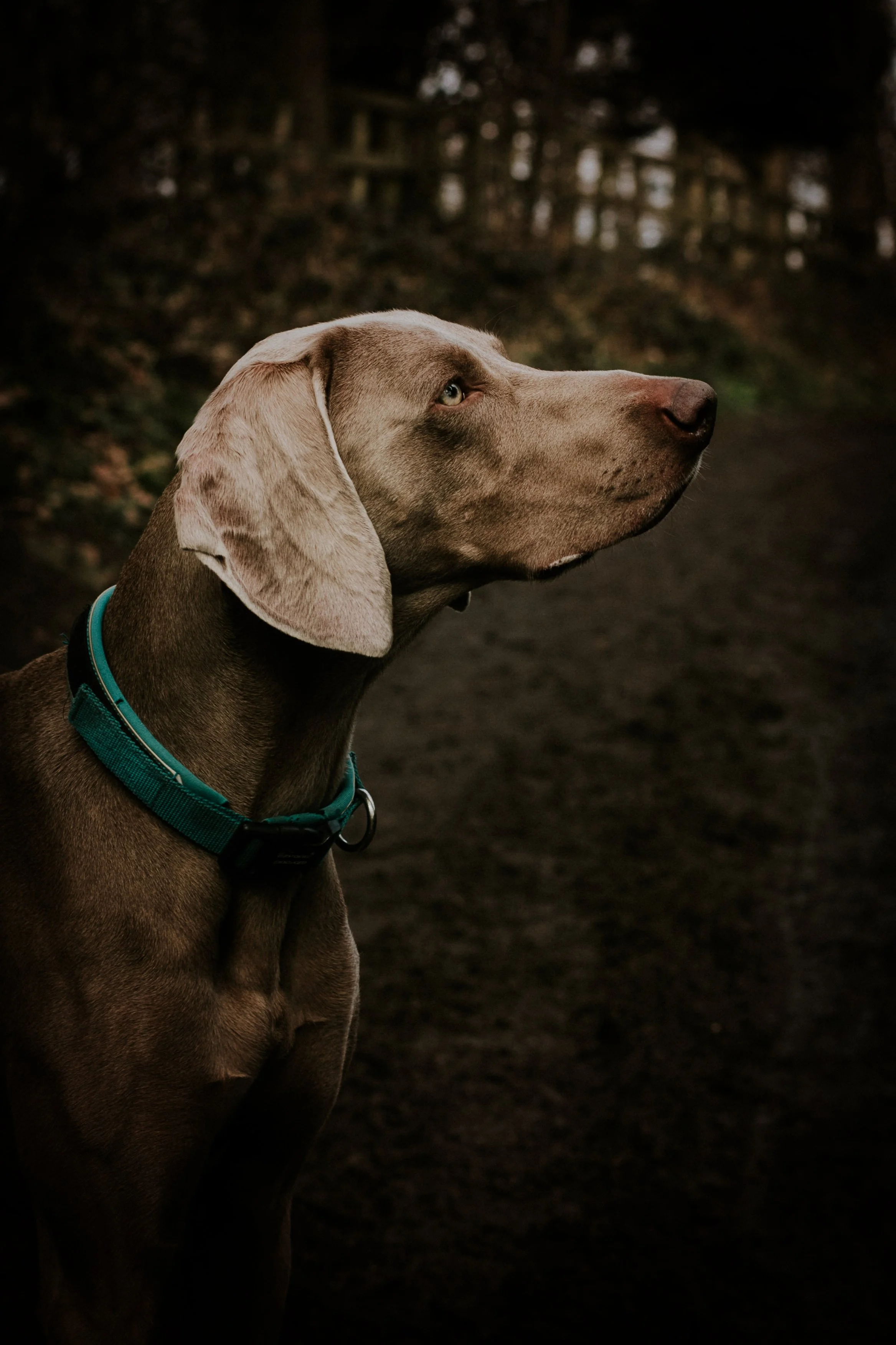 photographer dogs Baildon Bingley Yorkshire photographer