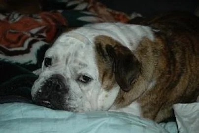 Head tremors or bobble head