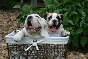 Keeping food dishes &amp; water clean