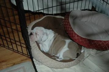 Your dog’s crate is their “room”