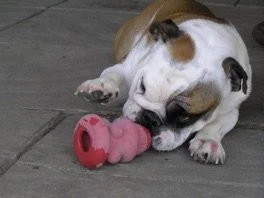 Safe Bulldog Toys