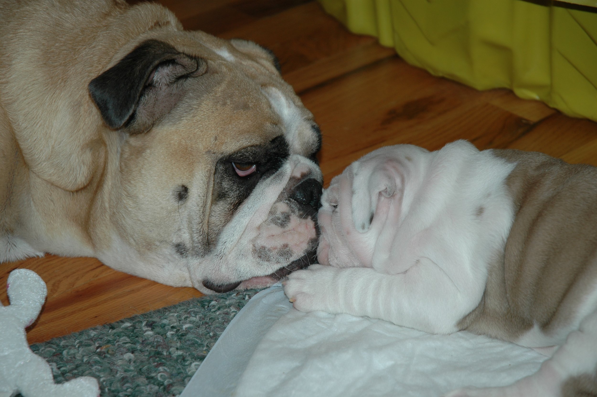 Breeding bulldogs is a labor of love <3