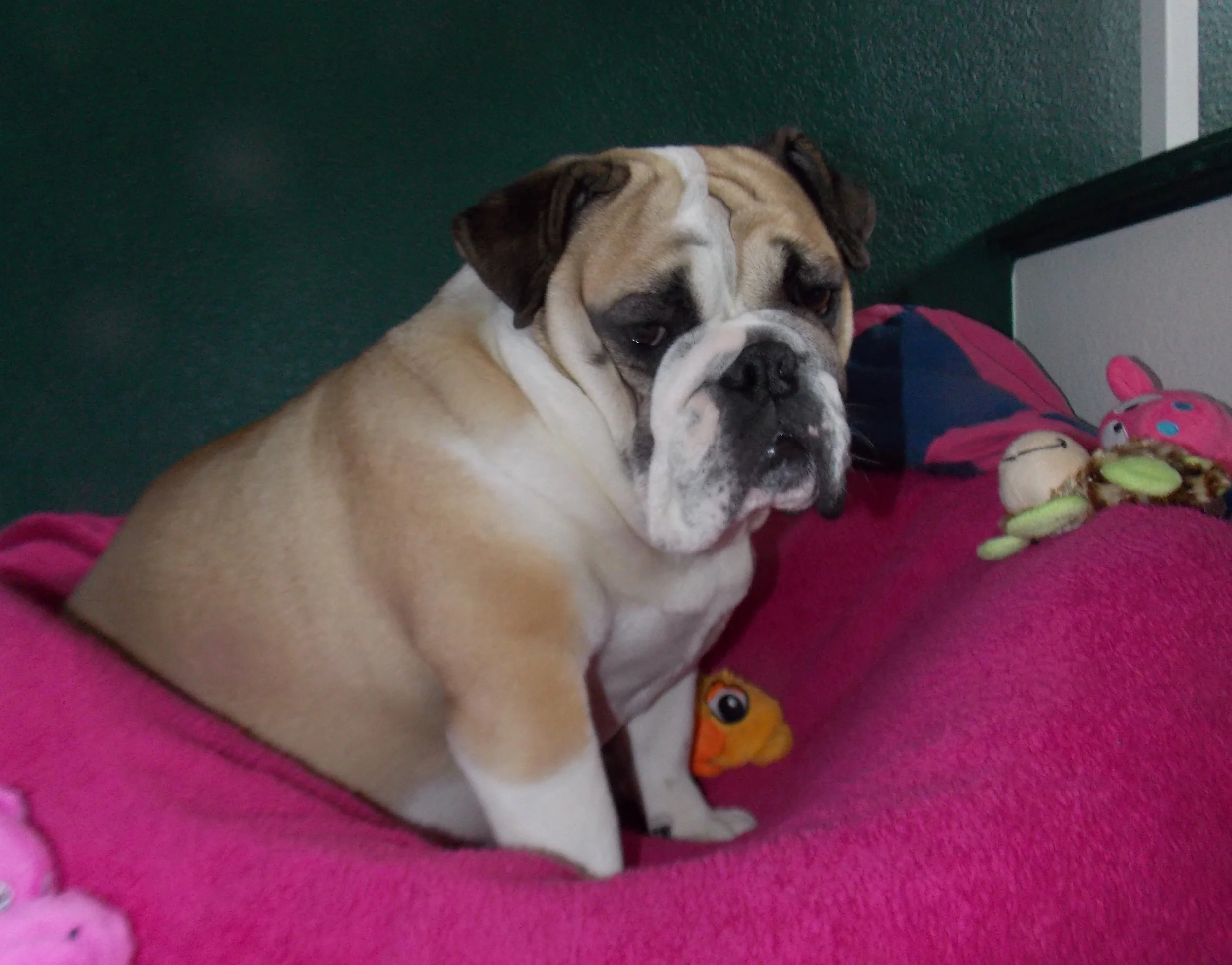 Bulldogs are as healthy as any other breed