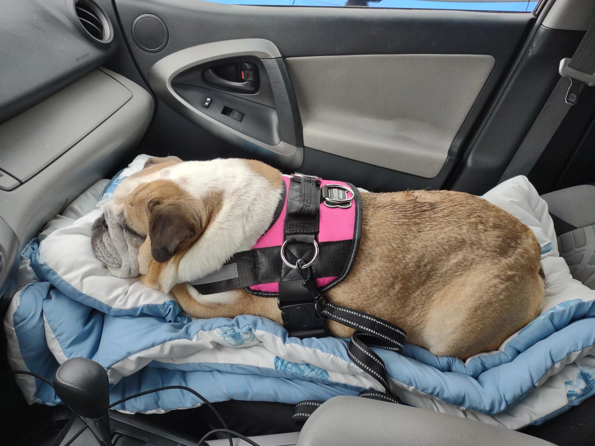 Exercise your Bulldog using a harness