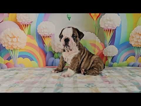 MALE 2 / VANELOPE X BOWSER