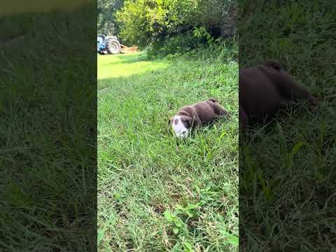 Darla (Copy)