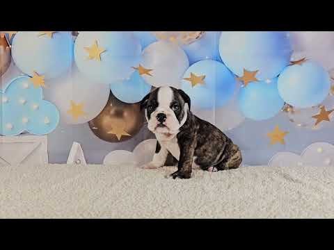 MALE 3 / EMMA X FRANKLIN